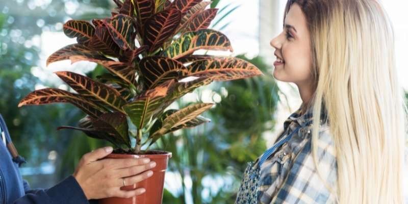 Comprar plantas para regalar... ¡todo un acierto!