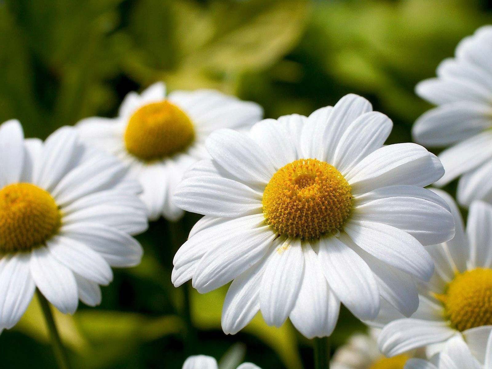 Calendario de flores