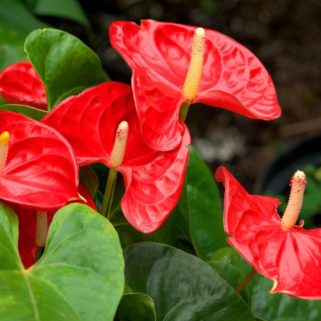 ¿Cómo cuidar un Anthurium?