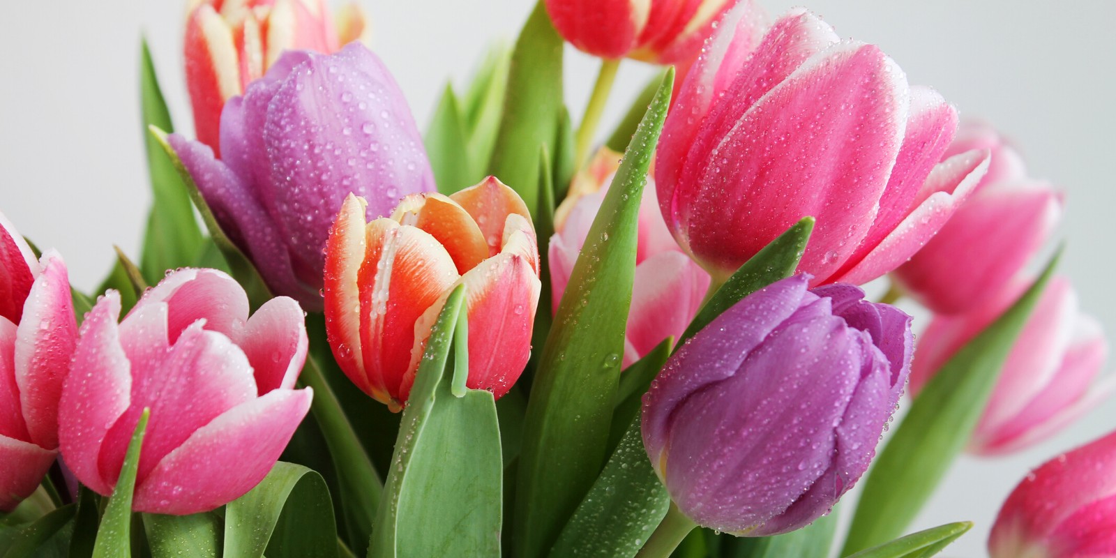 El significado de regalar tulipanes
