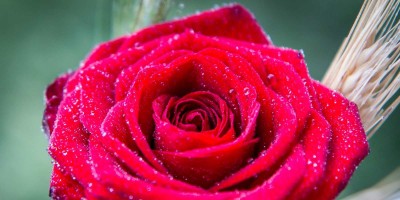 La tradición de regalar una rosa roja por Sant Jordi