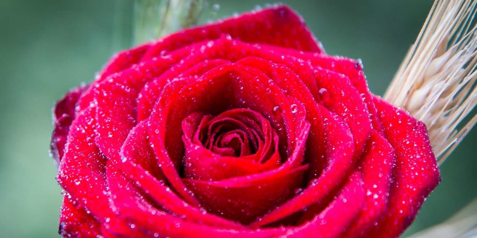 La tradición de regalar una rosa roja por Sant Jordi