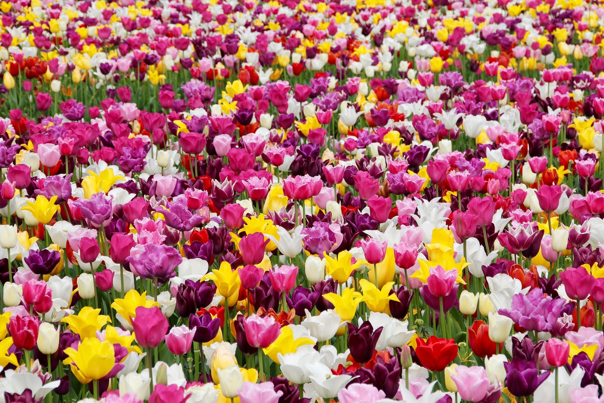 Las flores florecen en Mayo