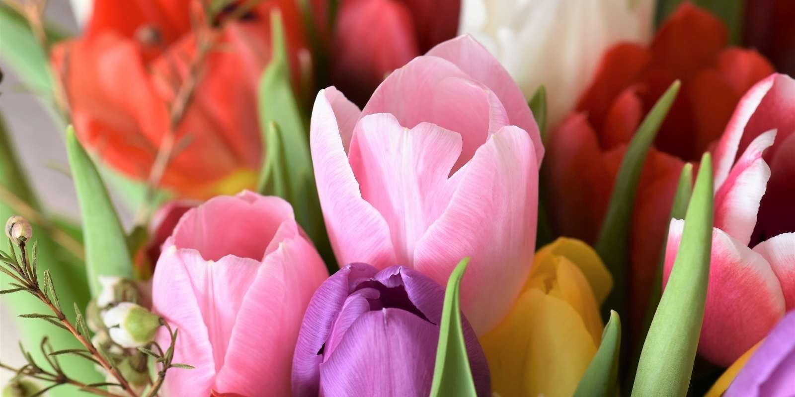Duque Bajo mandato Rubicundo Manda flores a domicilio | El lenguaje de las flores |FlorClick.com