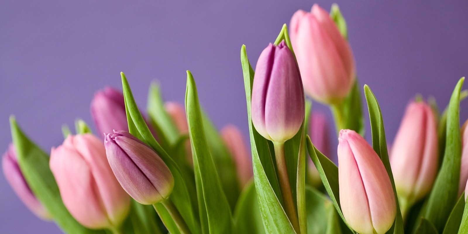 Motivos para regalar un ramo de flores el Día de la Mujer