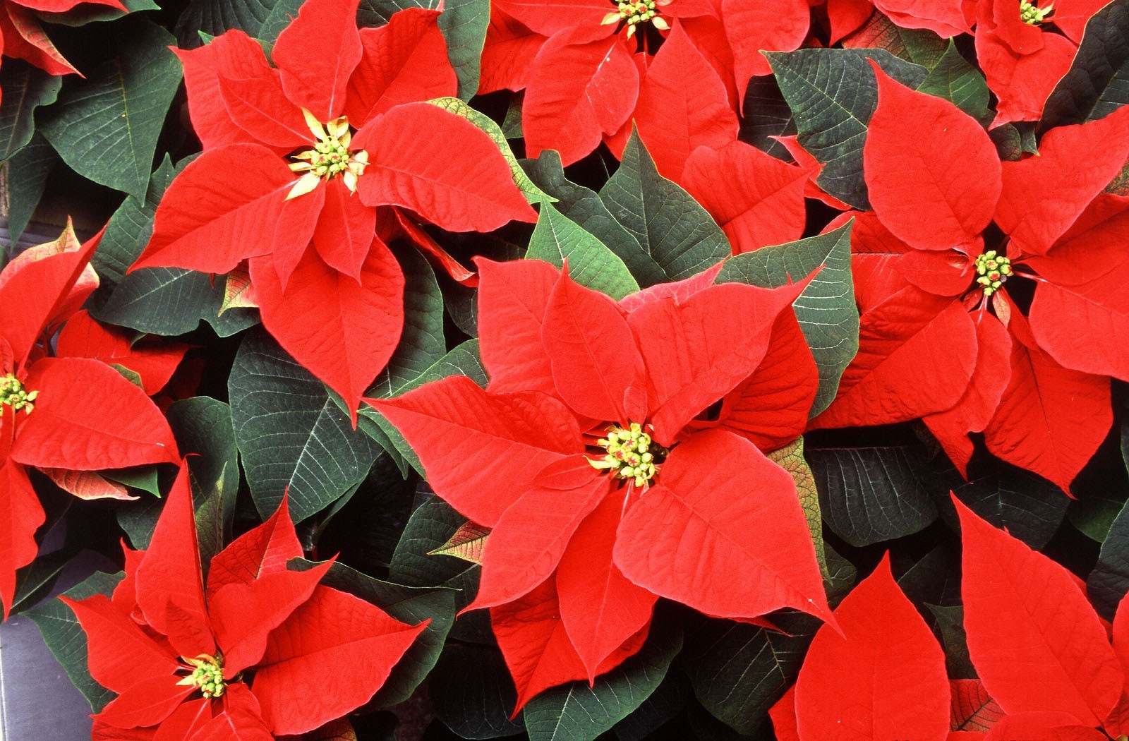 Regalar Poinsettia