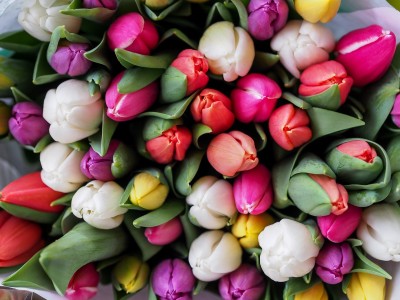 Vuelven los tulipanes