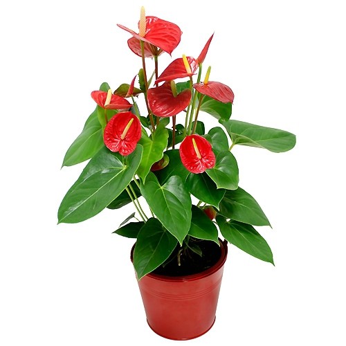 Anthurium Rojo