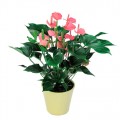 Anthurium Rosa