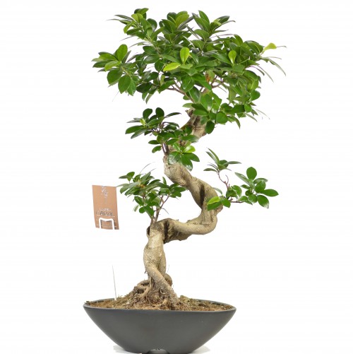 Bonsai Big