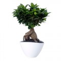 Bonsai Ficus Ginseng  