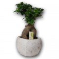 Bonsai Ficus Ginseng  