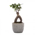 Bonsai Ficus Ginseng  