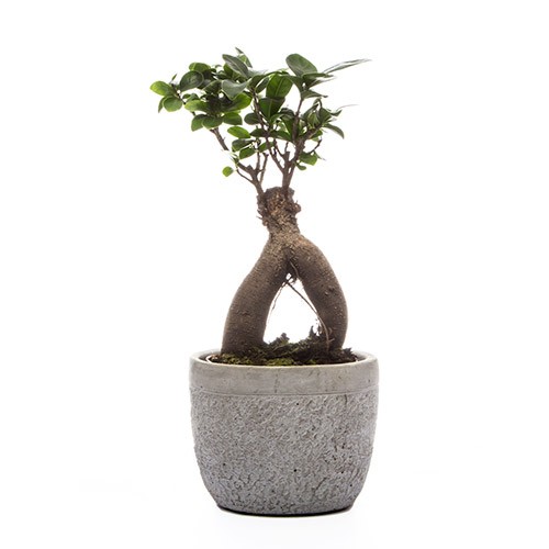 Bonsai Ficus Ginseng  