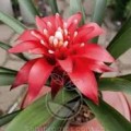 Bromelia