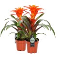 Guzmania