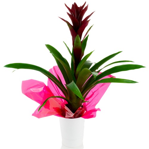 Guzmania