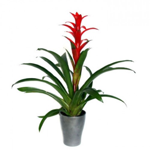 Guzmania