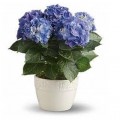 Hortensia Azul