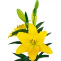 Lilium Asiático Amarillo