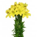 Lilium Asiático Amarillo