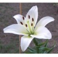 Lilium Asiático Blanco