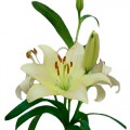 Lilium Asiático Blanco