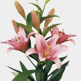 Lilium Asiático Rosa