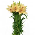 Lilium Asiático Salmón