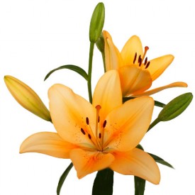 Lilium Asiático Salmón