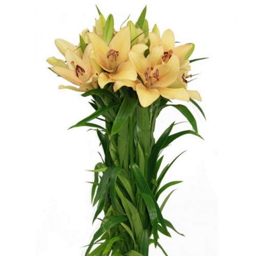 Lilium Asiático Salmón