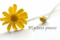 Mejórate Pronto flor 21