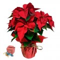 Pack Poinsetia Caja lindt