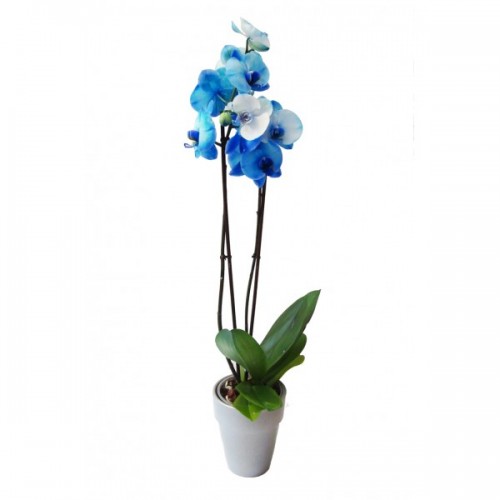 Phalaenopsis Azul