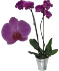 Phalaenopsis morada