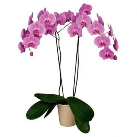 Phalaenopsis morada