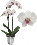 Phalaenopsis OFERTA Blanca