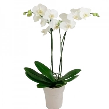 Enviar flores baratas a domicilio. Ramos de orquídeas | Florclick