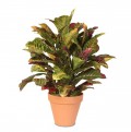 Planta Croton 