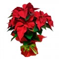 Poinsettia