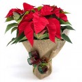 Poinsettia Premium