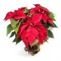 Poinsettia Premium