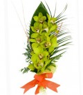 Ramo Cymbidium