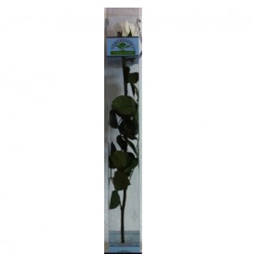 50 cm. Rosa Eterna Blanca Caja