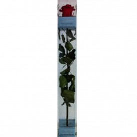 Rosa Eterna Roja Caja