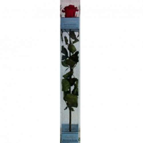 50cm. Rosa Eterna Roja Caja