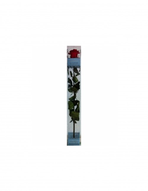 Rosa Eterna roja de 25cm.