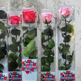 Rosa Eterna Rosa Caja 50 cm