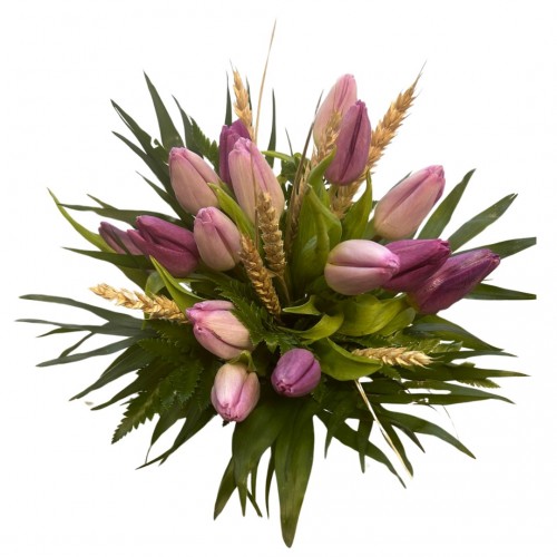 15 Tulipanes Morado