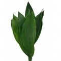 Verdes Aspidistra